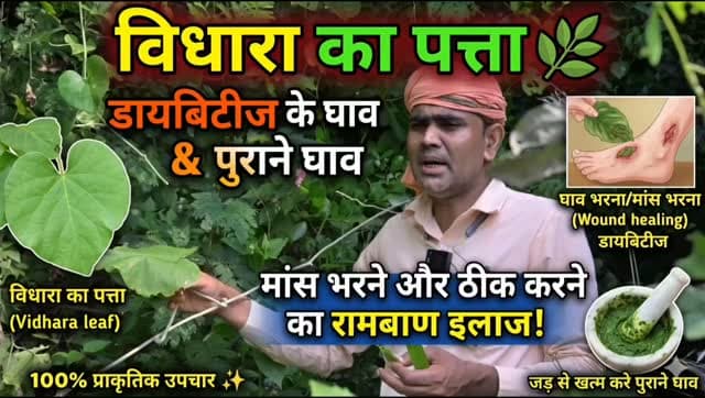 🌿 विधारा का औषधीय पौधा | प्रकृति का अनमोल उपहार 🌱
विधारा के पत्तों का पारंपरिक चिकित्सा में उपयोग बताया जाता है। 🍃 लेकिन डायबिटीज के घाव, गला-सड़ा घाव भरने और मांस जोड़ने में इसके प्रभाव की पुष्टि के लिए पर्याप्त वैज्ञानिक प्रमाण उपलब्ध नहीं हैं।
⚠️ डायबिटीज के मरीज घाव होने पर तुरंत डॉक्टर से संपर्क करें। बिना चिकित्सकीय सलाह के पत्ते को खुले घाव पर न लगाएं।
🌳 औषधीय पौधों को पहचानें, प्रकृति को बचाएं और जैव विविधता का संरक्षण करें। 🙏
#विधारा #औषधीयपौधे #प्राकृतिकचिकित्सा #जैवविविधता #प्रकृतिसंरक्षण
