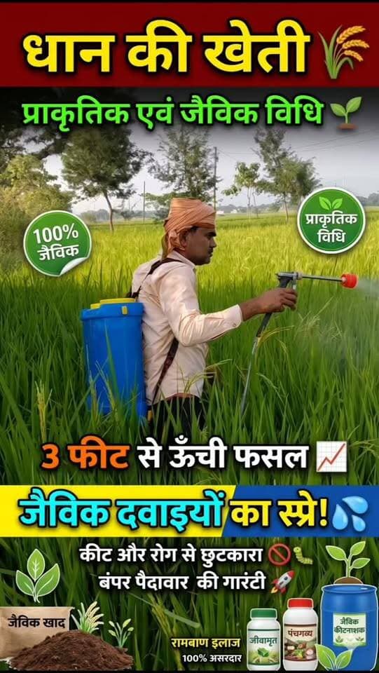🌾🌱 प्राकृतिक एवं जैविक विधि से धान की खेती 🌱🌾
धान की फसल 3 फीट से भी ऊँची हो गई है! 🌿 खेत में जैविक दवाइयों का स्प्रे किया जा रहा है। प्रकृति के साथ खेती करें और धरती की उर्वरता बचाएँ। 🙏🌾
🌱 प्राकृतिक खेती कीजिए और स्वस्थ रहिए। 🌱
#प्राकृतिकखेती #जैविकखेती #धानकीखेती #OrganicFarming #NaturalFarming