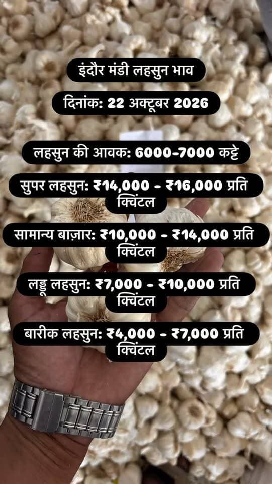 इंदौर मंडी लहसुन भाव
दिनांक: 22 अक्टूबर 2026
इटार मंडी
लहसुन की आवक: 6000-7000 कट्टे
सुपर लहसुन: ₹14,000 - ₹16,000 प्रति क्विंटल
सामान्य बाज़ार: ₹10,000 - ₹14,000 प्रति क्विंटल
लड्डू लहसुन: ₹7,000 - ₹10,000 प्रति क्विंटल
बारीक लहसुन: ₹4,000 - ₹7,000 प्रति क्विंटल
#viralreels #viralreelsvideo #trending #reelkarofeelkaro #mandibhavkalapipal