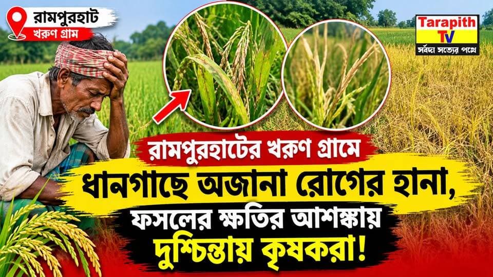 রামপুরহাটের খরুণ গ্রামে ধানগাছে অজানা রোগের হানা, ফসলের ক্ষতির আশঙ্কায় দুশ্চিন্তায় কৃষকরা!