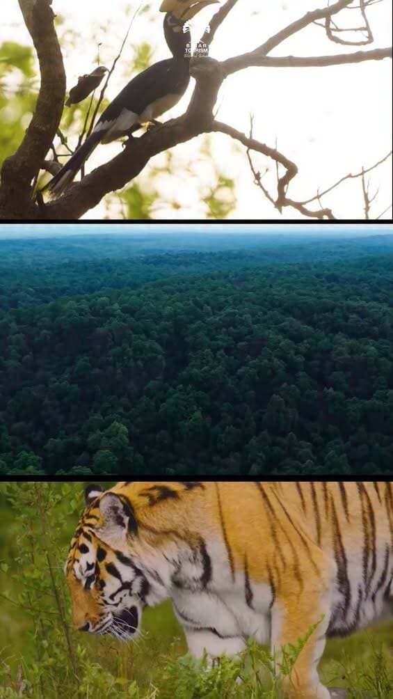 VTR unfolds as an untamed wilderness, where the grandeur of the Terai landscape meets the quiet magnificence of the natural world.
Every trail reveals a new facet of the forest, inviting you to witness nature in its most unspoilt splendour.
<nis:link nis:type=tag nis:id=valmikitigerreserve nis:value=ValmikiTigerReserve nis:enabled=true nis:link/> <nis:link nis:type=tag nis:id=vtr nis:value=VTR nis:enabled=true nis:link/> <nis:link nis:type=tag nis:id=trending nis:value=trending nis:enabled=true nis:link/> <nis:link nis:type=tag nis:id=bihartourism nis:value=BiharTourism nis:enabled=true nis:link/> <nis:link nis:type=tag nis:id=wildlife nis:value=Wildlife nis:enabled=true nis:link/> <nis:link nis:type=tag nis:id=viralreel nis:value=viralreel nis:enabled=true nis:link/> <nis:link nis:type=tag nis:id=wildlifephotography nis:value=WildlifePhotography nis:enabled=true nis:link/> <nis:link nis:type=tag nis:id=naturelovers nis:value=NatureLovers nis:enabled=true nis:link/> <nis:link nis:type=tag nis:id=exploremore nis:value=exploremore nis:enabled=true nis:link/> <nis:link nis:type=tag nis:id=incredibleindia nis:value=incredibleindia nis:enabled=true nis:link/>