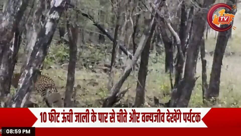 कूनो में ₹53 करोड़ की चीता सफारी! 10 फीट ऊंची जाली के पार दिखेंगे चीते | ChambalTV
#KunoNationalPark #CheetahSafari #Sheopur #MPNews #WildlifeTourism #MadhyaPradesh #ChambalTV