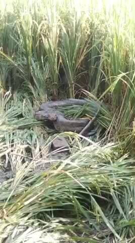 भरोखन गांव में धान के खेत में निकला विशालकाय अजगर, ग्रामीणों में मची हलचल
पट्टी, प्रतापगढ़। पट्टी क्षेत्र के भरोखन गांव
