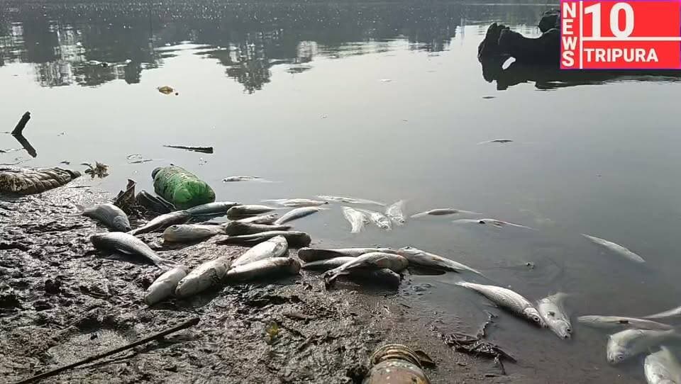 মাতাবাড়ি ব্লকের অধীন খিলপাড়ার নানুয়া দিঘিতে রাতের অন্ধকারে বিষ প্রয়োগের অভিযোগ উঠেছে দুষ্কৃতিকারীদের বিরুদ্ধে। শুক্রবার ভোর চারটা নাগাদ বিষয়টি জানতে পারেন লিজগ্রহীতা কর্তৃপক্ষ। তাঁদের দাবি, প্রায় ১০ থেকে ১২ লক্ষ মাছের পোনা মারা গিয়েছে, যার বাজারমূল্য আনুমানিক ৭ থেকে ৮ লক্ষ টাকা। সন্দেহভাজনদের বিরুদ্ধে রাধাকিশোরপুর থানায় মামলা দায়ের করা হবে বলে জানিয়েছেন তাঁরা। খবর পেয়ে ঘটনাস্থলে পৌঁছে প্রাথমিক তদন্ত শুরু করেছে পুলিশ। কী কারণে এই ঘটনা, তা এখনও স্পষ্ট নয়। ঘটনায় এলাকায় চাঞ্চল্য ছড়িয়েছে।