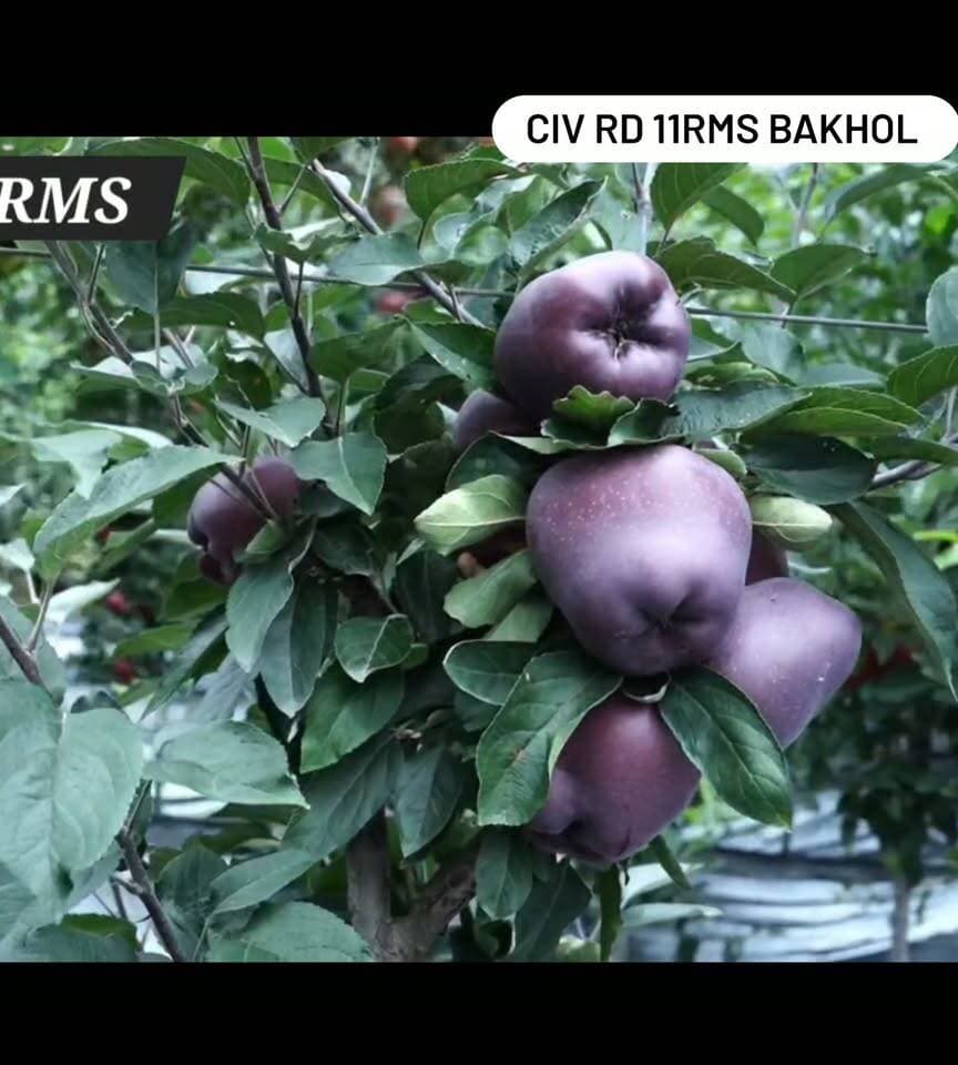 🍎 CIV RD-11 — रेड डिलीशस में एक बेमिसाल वैरायटी!
मेरे हिसाब से CIV RD-11 रेड डिलीशस की सबसे शानदार वैरायटीज़ में से एक है। मेरा मानना है कि कलर, साइज और सबसे अर्ली maturity के मामले में इस वैरायटी की अपनी अलग पहचान है।
इसकी सबसे बड़ी खासियत है कि यह जल्दी तैयार होने के साथ-साथ बेहतरीन रंग और आकर्षक साइज भी देता है। यही खूबियाँ इसे दूसरी रेड डिलीशस वैरायटीज़ से अलग पहचान दिलाती हैं।
🍎 CIV RD-11 का आने वाला समय बेहद शानदार हो सकता है। मेरा मानना है कि 2026 के बाद यह वैरायटी रेड डिलीशस की दुनिया में अपनी एक अलग पहचान बनाएगी और बागवानों के बीच तेजी से लोकप्रिय हो सकती है।
CIV RD-11 — कलर, साइज और अर्ली maturity का शानदार कॉम्बिनेशन!
📍 RMS Orchard Bakhol, Kotkhai
🎥 The Orchard Bloom — बागवानी की सही जानकारी के लिए जुड़े रहें।
#CIVRD11 #RedDelicious #AppleVarieties #RMSOrchardBakhol #TheOrchardBloom #HimachalApple