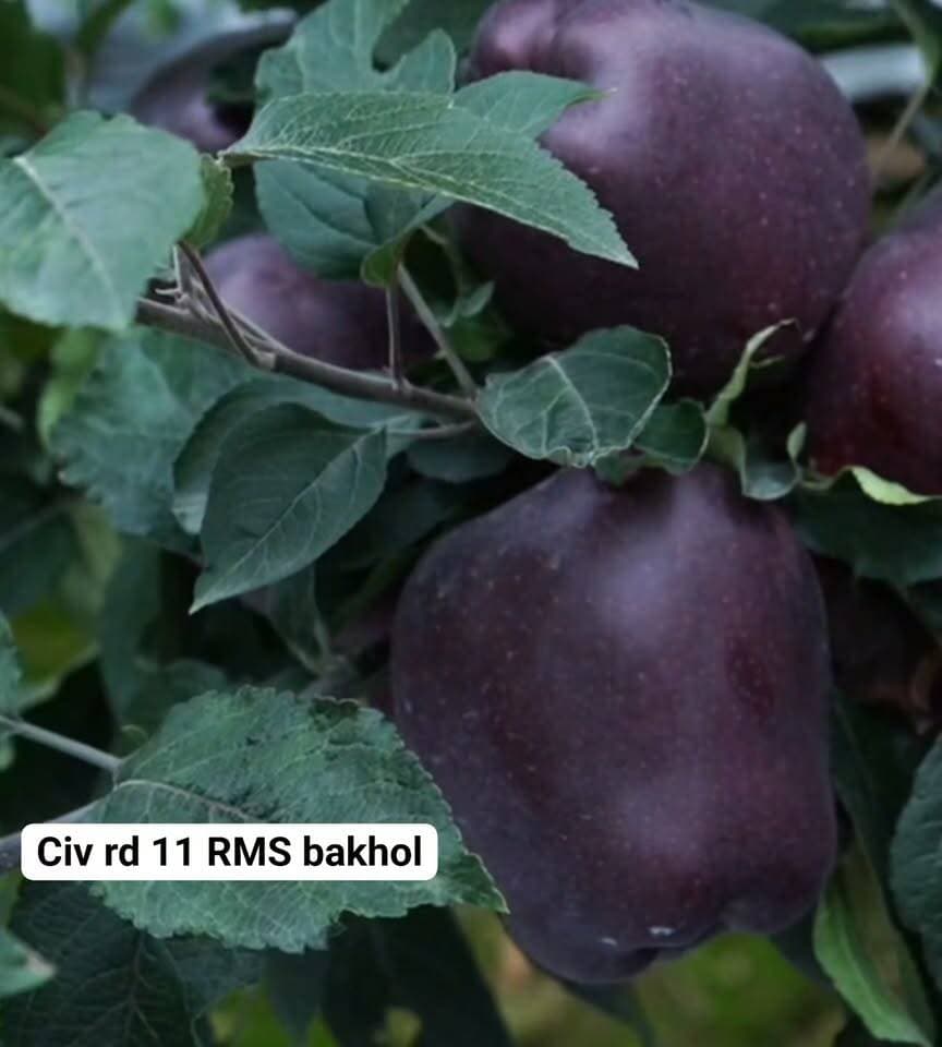 🍎 CIV RD-11 — रेड डिलीशस में एक बेमिसाल वैरायटी!
मेरे हिसाब से CIV RD-11 रेड डिलीशस की सबसे शानदार वैरायटीज़ में से एक है। मेरा मानना है कि कलर, साइज और सबसे अर्ली maturity के मामले में इस वैरायटी की अपनी अलग पहचान है।
इसकी सबसे बड़ी खासियत है कि यह जल्दी तैयार होने के साथ-साथ बेहतरीन रंग और आकर्षक साइज भी देता है। यही खूबियाँ इसे दूसरी रेड डिलीशस वैरायटीज़ से अलग पहचान दिलाती हैं।
🍎 CIV RD-11 का आने वाला समय बेहद शानदार हो सकता है। मेरा मानना है कि 2026 के बाद यह वैरायटी रेड डिलीशस की दुनिया में अपनी एक अलग पहचान बनाएगी और बागवानों के बीच तेजी से लोकप्रिय हो सकती है।
CIV RD-11 — कलर, साइज और अर्ली maturity का शानदार कॉम्बिनेशन!
📍 RMS Orchard Bakhol, Kotkhai
🎥 The Orchard Bloom — बागवानी की सही जानकारी के लिए जुड़े रहें।
#CIVRD11 #RedDelicious #AppleVarieties #RMSOrchardBakhol #TheOrchardBloom #HimachalApple