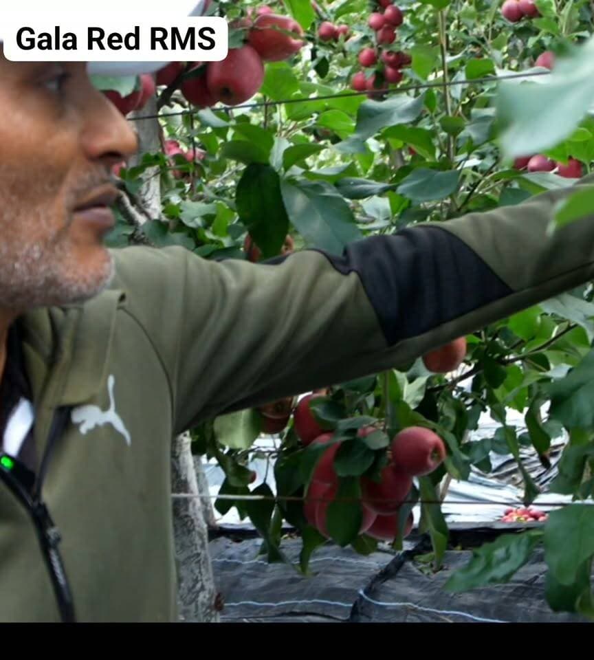 Gala red RMS bakhol 2026