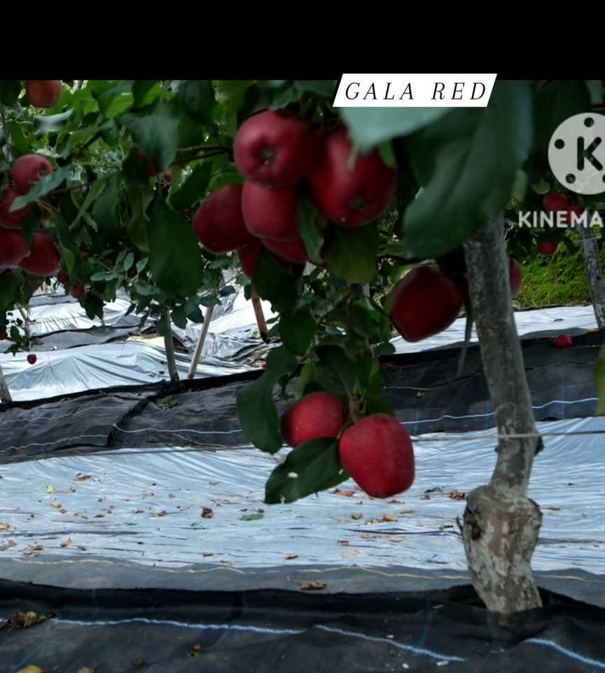 GALA RED RMS,bakhol .........