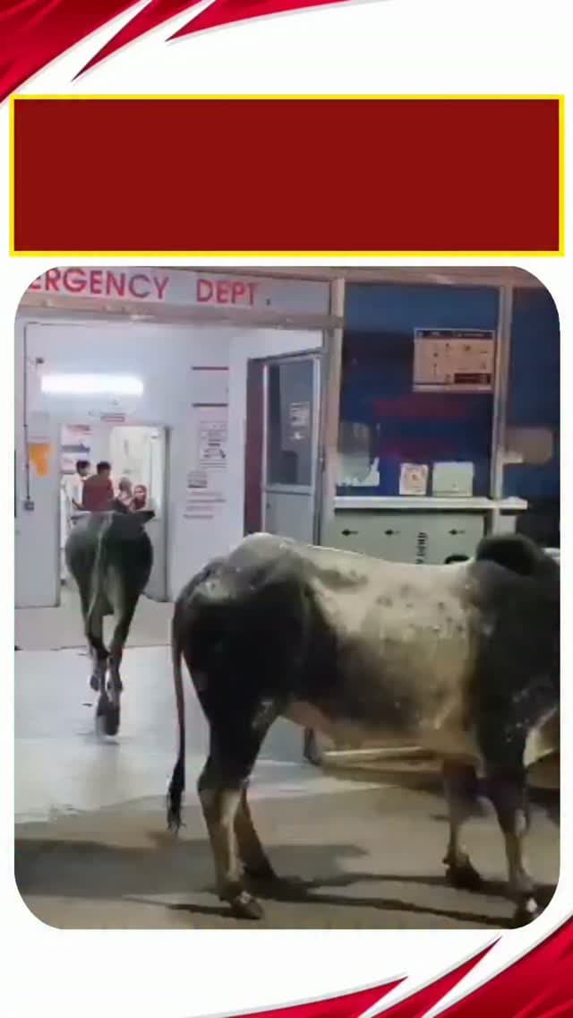 महोबा के जिला अस्पताल में सांडों का आतंक!
उत्तर प्रदेश के महोबा से स्वास्थ्य व्यवस्था पर सवाल खड़े करने वाली तस्वीर सामने आई है। जिला अस्पताल के इमरजेंसी वार्ड में अचानक दो सांड घुस गए, जिससे मरीजों और तीमारदारों में अफरातफरी मच गई। गनीमत रही कि परिजनों ने दोनों सांडों को बाहर निकाल दिया। घटना का वीडियो सोशल मीडिया पर वायरल हो रहा है। अब अस्पताल की सुरक्षा व्यवस्था पर गंभीर सवाल उठ रहे हैं।