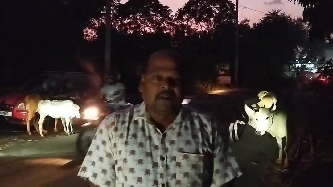 କଣିହାଁ: କଣିହାଁରେ ବୁଲା ଗୋରୁଙ୍କ ଦୌରାତ୍ମ୍ୟ, ନାହିଁ ନଥିବା ଅସୁବିଧାରେ ସ୍ଥାନୀୟ ବାସିନ୍ଦା