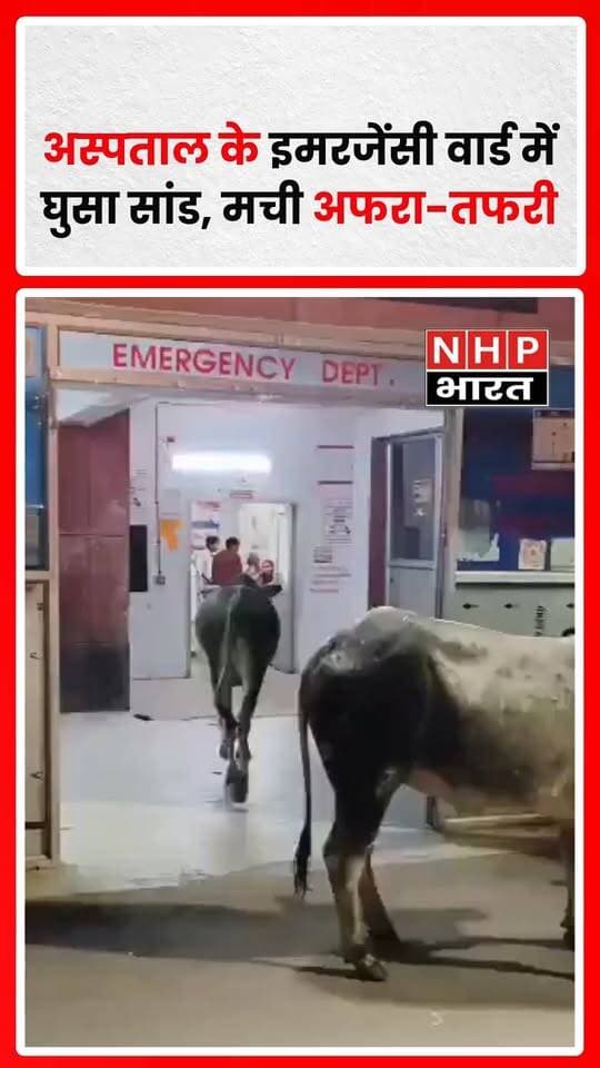 जिला अस्पताल के इमरजेंसी वार्ड में सांड घुसने का वीडियो सोशल मीडिया पर वायरल हो रहा है। सांड की एंट्री से मरीजों और तीमारदारों में दहशत फैल गई। बताया जा रहा है कि परिजनों ने दोनों सांडों को बाहर निकाला। इस घटना को लेकर सपा अध्यक्ष अखिलेश यादव ने स्वास्थ्य मंत्री पर तंज कसा है। घटना का पूरा स्थान और आधिकारिक विवरण सामने आने का इंतजार है।
.
.
.
.
#Hospital #Bull #AkhileshYadav #HealthDepartment #ViralVideo #UttarPradesh #NHPBharat