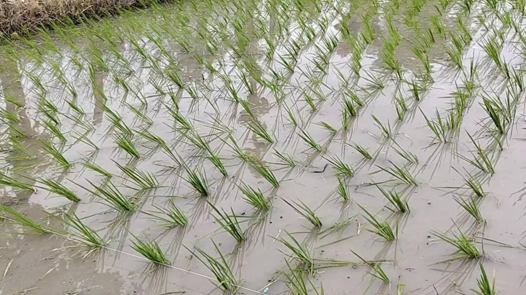 உடையார்பாளையம்: அரியலூர்: ஆட்கள் பற்றாக்குறை - வட மாநில தொழிலாளர்கள் மூலம் நெல் நடவு தீவிரம்