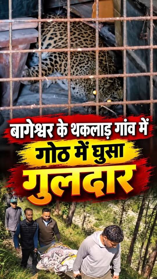 बागेश्वर के थकलाड़ गांव के गंवाटा में बीती रात एक गुलदार गोठ में घुस गया