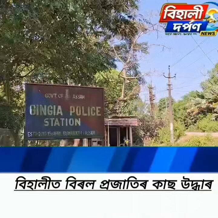 বিহালীৰ শোলমাৰীত বিৰল প্ৰজাতিৰ কাছ উদ্ধাৰ*✅✅✅#behalidarpan