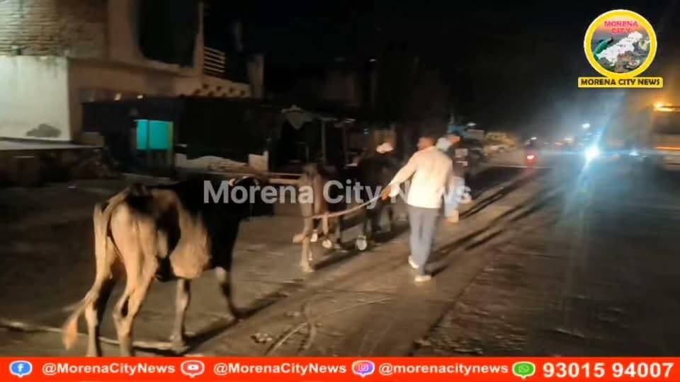 जौरा में भैंस चोरी का खुलासा: 9 में से 5 भैंसें बरामद, पुराने गोठ में बंधी मिलीं
मुरैना। जौरा पुलिस ने भैंस चोरी के मामले में कार्रवाई करते हुए चोरी गई 9 भैंसों में से 5 को बरामद कर लिया है। ये भैंसें पगारा रोड स्थित छड़े गांव में मवेशियों को बांधने के लिए बने एक पुराने गोठ में लावारिस हालत में बंधी मिलीं। पुलिस ने भैंसों को जौरा थाने पहुंचाया, जहां फरियादी ने उनकी पहचान कर ली। पुलिस अब शेष 4 भैंसों की तलाश और चोरी में शामिल आरोपियों की गिरफ्तारी के प्रयास कर रही है।
26 सितंबर की रात घर से चोरी हुई थीं 9 भैंसें
जानकारी के अनुसार, डमेजर गांव निवासी साहब सिंह रावत के घर से 26 सितंबर की रात अज्ञात चोर 9 भैंसें चोरी कर ले गए थे। शिकायत पर जौरा पुलिस ने अपराध क्रमांक 466/26 दर्ज कर मामले की जांच शुरू की थी। घटना के बाद से ही पुलिस चोरी गई भैंसों और आरोपियों की तलाश में जुटी थी।
छड़े गांव के पुराने गोठ में मिलीं 5 भैंसें
पुलिस को बीती रात पगारा रोड स्थित छड़े गांव के एक पुराने गोठ में 5 भैंसें लावारिस हालत में बंधी मिलीं। पुलिस उन्हें जौरा थाने लेकर पहुंची, जहां फरियादी साहब सिंह रावत ने भैंसों की पहचान अपनी चोरी गई भैंसों के रूप में की। इसके बाद पुलिस ने पांचों भैंसों को बरामद कर लिया।
शेष 4 भैंसों और आरोपियों की तलाश जारी
जौरा थाने में पदस्थ हेड कांस्टेबल एवं मामले के विवेचक ब्रजेंद्र पाराशर के अनुसार, घटना के बाद से ही वरिष्ठ अधिकारियों के निर्देश पर चोरी गई भैंसों और आरोपियों की तलाश की जा रही थी। इसी दौरान छड़े गांव के पुराने गोठ से 5 भैंसें बरामद हुई हैं।
पुलिस अब शेष 4 भैंसों की तलाश कर रही है। साथ ही चोरी की वारदात में शामिल आरोपियों की पहचान कर उनकी गिरफ्तारी के प्रयास किए जा रहे हैं।