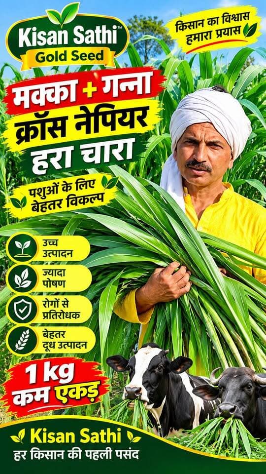 🌱 मक्का + गन्ना क्रॉस नेपियर घास 😱 पशुपालकों के लिए हरे चारे का नया विकल्प! 🐄🌿 #KisanSathi
#MakkaGannaCrossNapier #NapierGrass #हरा_चारा #नेपियर_घास
