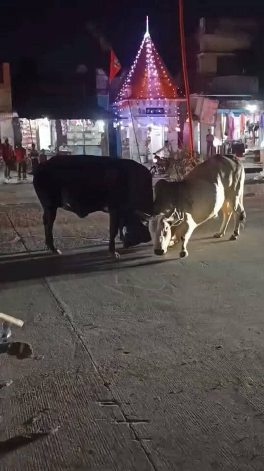 गोंडा-लखनऊ रोड पर 2 सांड़ों की लड़ाई