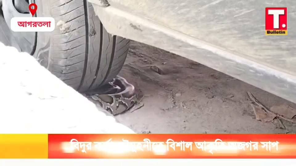 বিদুর কর্তা চৌমুহনীতে বিশাল আকৃতির অজগর সাপ, এলাকায় চা*ঞ্চ/ল্য!
#Bishramganj #PythonRescue #WildlifeNews #TripuraNews #TripuraBulletin