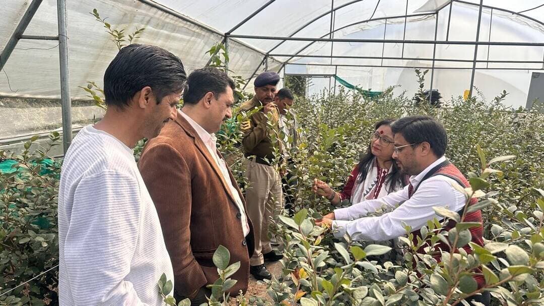सोलन ज़िला में 5,000 वर्ग मीटर से अधिक क्षेत्र पर संरक्षित वातावरण में की जा रही ब्लूबेरी की खेती