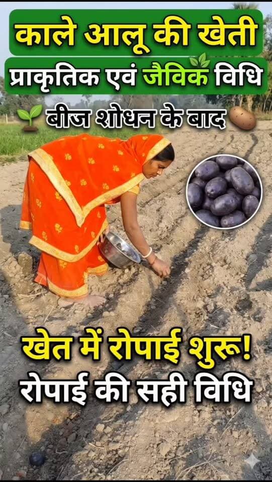 🥔🌱 काले आलू की जैविक खेती की शुरुआत!
प्राकृतिक एवं जैविक विधि से काले आलू के बीज का शोधन करके खेत में रोपाई की जा रही है। 🌿 मिट्टी की सेहत और जैविक खेती को बढ़ावा देने का हमारा प्रयास।
🙏 प्राकृतिक खेती अपनाएँ, धरती बचाएँ और स्वस्थ रहें।
#काला_आलू #प्राकृतिक_खेती #जैविक_खेती #किसान #OrganicFarming