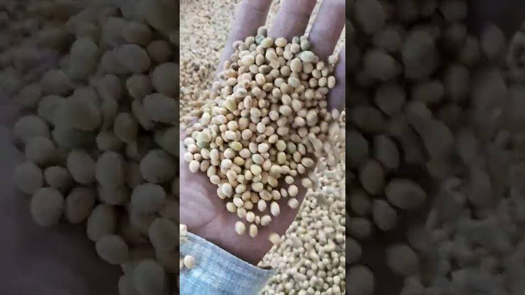 सोयाबीन आलोट मंडी से दिनांक 23/10/2026