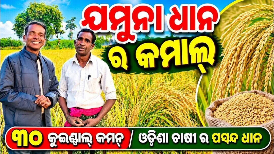 ଯମୁନା ଧାନ ର କମାଲ୍// ୩୦ କୁଇଣ୍ଟାଲ୍ କମନ୍ ଧାନ// ପାନ୍ ଯମୁନା// PAN seeds Jamuna 804 paddy cultivation