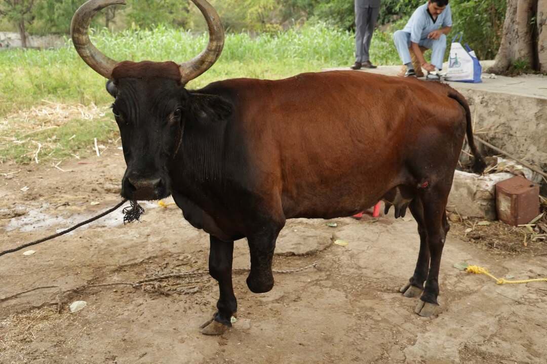-नारायण सेवा संस्थान की पहल: अब कृत्रिम पैर के सहारे चलेगी दिव्यांग गोमाता
-तकनीक और सेवा का अनूठा संगम, मॉड्यूलर कृत्रिम अंग लगाकर गोमाता को फिर चलाया
@followers @top fans News 24 Udaipur Narayan Seva Sansthan
#udaipur #viralpost #nonflower
उदयपुर, 23 अक्टूबर। संवेदना जब संकल्प बनती है, तो सेवा की राह केवल मनुष्यों तक सीमित नहीं रहती, वह मूक प्राणियों की पीड़ा भी समझती है। नारायण सेवा संस्थान ने इसी मानवीय दृष्टिकोण का परिचय देते हुए दुर्घटना में अपना अगला बायां पैर गंवा चुकी एक गोमाता को मॉड्यूलर कृत्रिम अंग लगाकर फिर से चलने में मदद की है। संस्थान की यह पहल आधुनिक तकनीक के साथ जीव मात्र के प्रति करुणा और सेवा का प्रेरक उदाहरण बन गई है।
कुछ दिन पहले संस्थान के अध्यक्ष प्रशांत अग्रवाल के संज्ञान में आया कि राजसमंद जिले के घोड़ाघाटी में एक गोमाता का दुर्घटना में अगला बायां पैर कट गया है। चलने-फिरने में असमर्थ गोमाता की पीड़ा ने उन्हें संवेदनशीलता के साथ तत्काल पहल करने के लिए प्रेरित किया। उन्होंने संस्थान के प्रोस्थेटिक्स एंड ऑर्थोटिक्स (पीएंडओ) विभाग को विशेषज्ञ टीम गठित कर मौके पर भेजा।
टीम ने गोमाता की शारीरिक स्थिति, प्रभावित पैर और कृत्रिम अंग लगाने की संभावनाओं का बारीकी से आकलन किया। उसकी बनावट और जरूरतों के अनुरूप कृत्रिम अंग तैयार करने के लिए आवश्यक माप लिए गए। इसके बाद संस्थान की पीएंडओ हेड डॉ. मानस रंजन साहू ने स्वयं तकनीकी जिम्मेदारी संभाली। गोमाता के माप के अनुरूप विशेष सामग्री, सटीक मॉडलिंग, मजबूती और फिटमेंट को ध्यान में रखते हुए मॉड्यूलर नारायण आर्टिफिशियल लिंब तैयार किया गया।
कृत्रिम अंग तैयार होने के बाद तकनीकी टीम दोबारा घोड़ाघाटी पहुंची और विशेषज्ञता के साथ उसका फिटमेंट किया। कृत्रिम पैर के सहारे गोमाता को खड़ा कर चलाने का प्रयास सफल रहा। जिस गोमाता के लिए कुछ कदम चलना भी कठिन हो गया था, उसे दोबारा अपने पैरों पर खड़े होकर आगे बढ़ते देख मौके पर मौजूद लोगों के चेहरे खुशी से खिल उठे। यह दृश्य केवल तकनीकी सफलता नहीं, बल्कि उस संवेदना की जीत भी था, जिसने एक मूक प्राणी की पीड़ा को समझकर उसके जीवन में नई संभावना जगाई।
इस उपलब्धि पर संस्थान अध्यक्ष प्रशांत अग्रवाल ने प्रसन्नता व्यक्त करते हुए कहा, “दुर्घटना में दिव्यांग हुए व्यक्ति अपनी पीड़ा शब्दों में व्यक्त कर सकते हैं, लेकिन किसी मूक प्राणी के दर्द को समझने के लिए संवेदनशील हृदय चाहिए। गोमाता अपनी तकलीफ बता नहीं सकती थी, लेकिन उसकी पीड़ा को महसूस करना हमारा दायित्व था। हमें खुशी है कि संस्थान की तकनीकी दक्षता और सेवा भावना के माध्यम से उसे फिर से अपने पैरों पर खड़े होकर चलने में मदद मिल सकी।”
नारायण सेवा संस्थान लंबे समय से दिव्यांगजनों को आधुनिक कृत्रिम अंगों और सहायक उपकरणों के माध्यम से आत्मनिर्भर बनाने की दिशा में कार्य कर रहा है। घोड़ाघाटी की गोमाता के लिए किया गया यह प्रयास दर्शाता है कि तकनीक का वास्तविक उद्देश्य केवल सुविधा जुटाना नहीं, बल्कि पीड़ा कम करना और जीवन को बेहतर बनाना भी है।