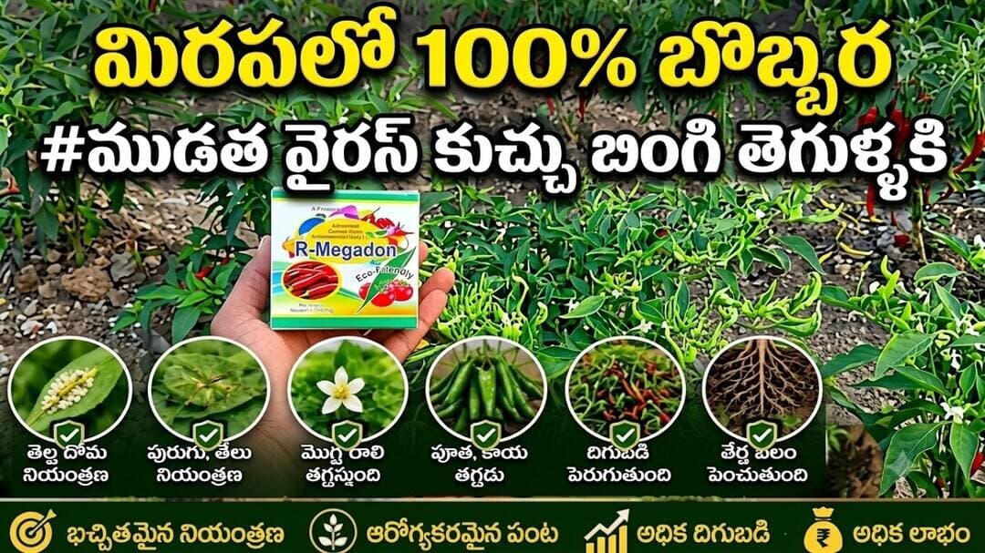 #మిరప లో వచ్చు #గజ్జి ముడత జెమినీ #వైరస్ #బొబ్బర గుబ్బ కుచ్చు నివారణకు 100% /- R megadon