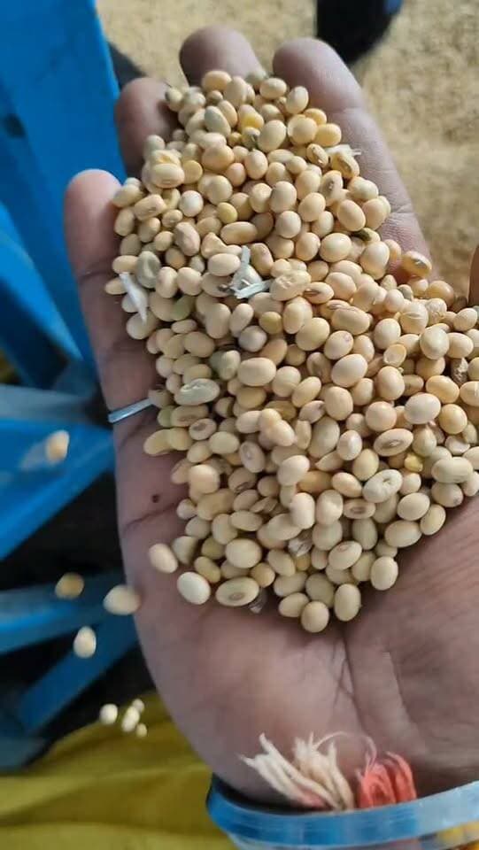 आज धामनोद मंडी में सोयाबीन क्वालिटी अनुसार 6000 से 7045 तक बिका...
आज ज्यादातर सोयाबीन क्वालिटी अनुसार 6600 से 6900 तक बिकी...
23 अक्टूबर 2026
Dhamnod Mandi Bhav
.
.
.
.
.
.
.
.
.
.
.
.
.
.
.
.
#dhamnodmandibhav #soyabinmandibhav #soyabinkamandibhav #soyabinkabhav #mandinews