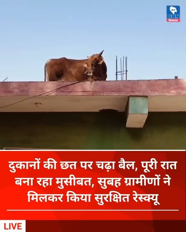 दुकानों की छत पर चढ़ा बैल, पूरी रात बना रहा मुसीबत, सुबह ग्रामीणों ने मिलकर किया सुरक्षित रेस्क्यू
रोहित महाजन ने ग्रामीणों को किया एकत्रित, समाजसेवी एवं गोरक्षक सुनील कुमार ने भी संभाला मोर्चा