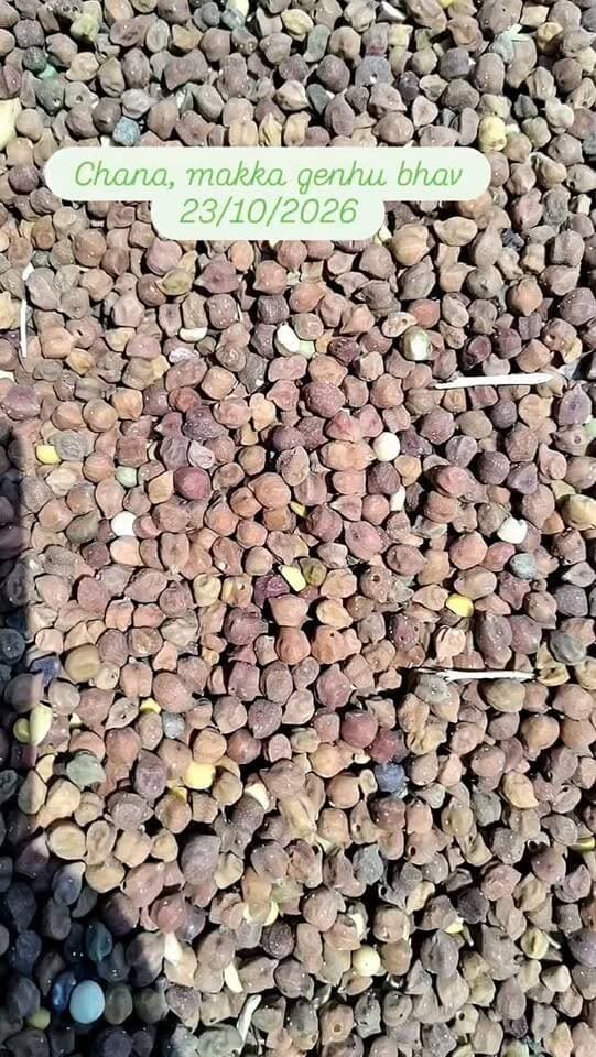 Pipariya mandi chana,makka,genhu #viral #mandi #pipariya