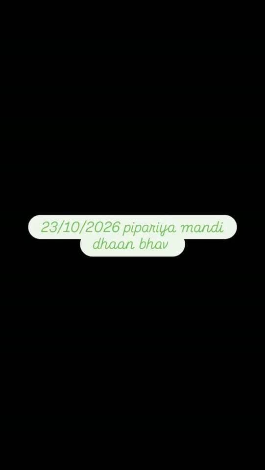 23/10/2026 pipariya mandi dhaan bhav #india #mandi #pipariya #rice #dhaan