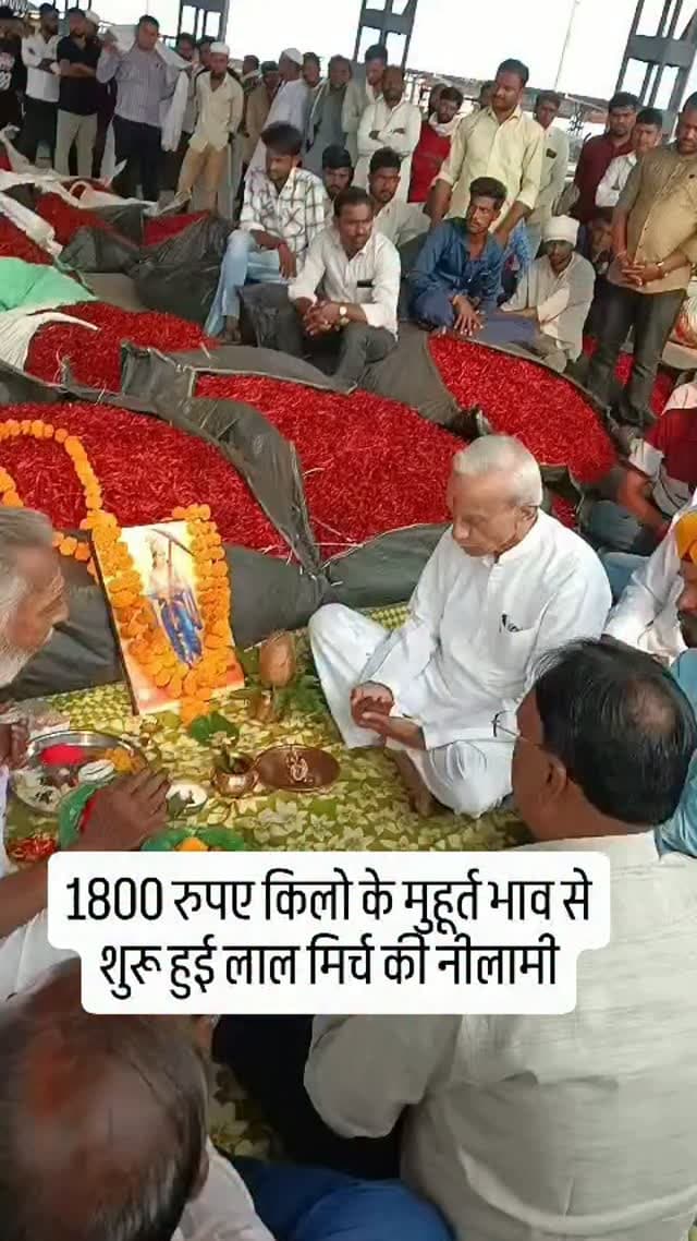खरगोन की बलवाड़ी मंडी में शुक्रवार को लाल मिर्च की नीलामी शुरू हुई। पहले दिन 900 बोरी की आवक रही। मुहूर्त में मिर्च का भाव 1800 रुपए प्रति किलो तक पहुंचा, जबकि सामान्य नीलामी में 120 से 180 रुपए प्रति किलो तक भाव मिले। अब मंडी में हर मंगलवार और शुक्रवार को लाल मिर्च की नीलामी होगी। #khargone_family #khargone