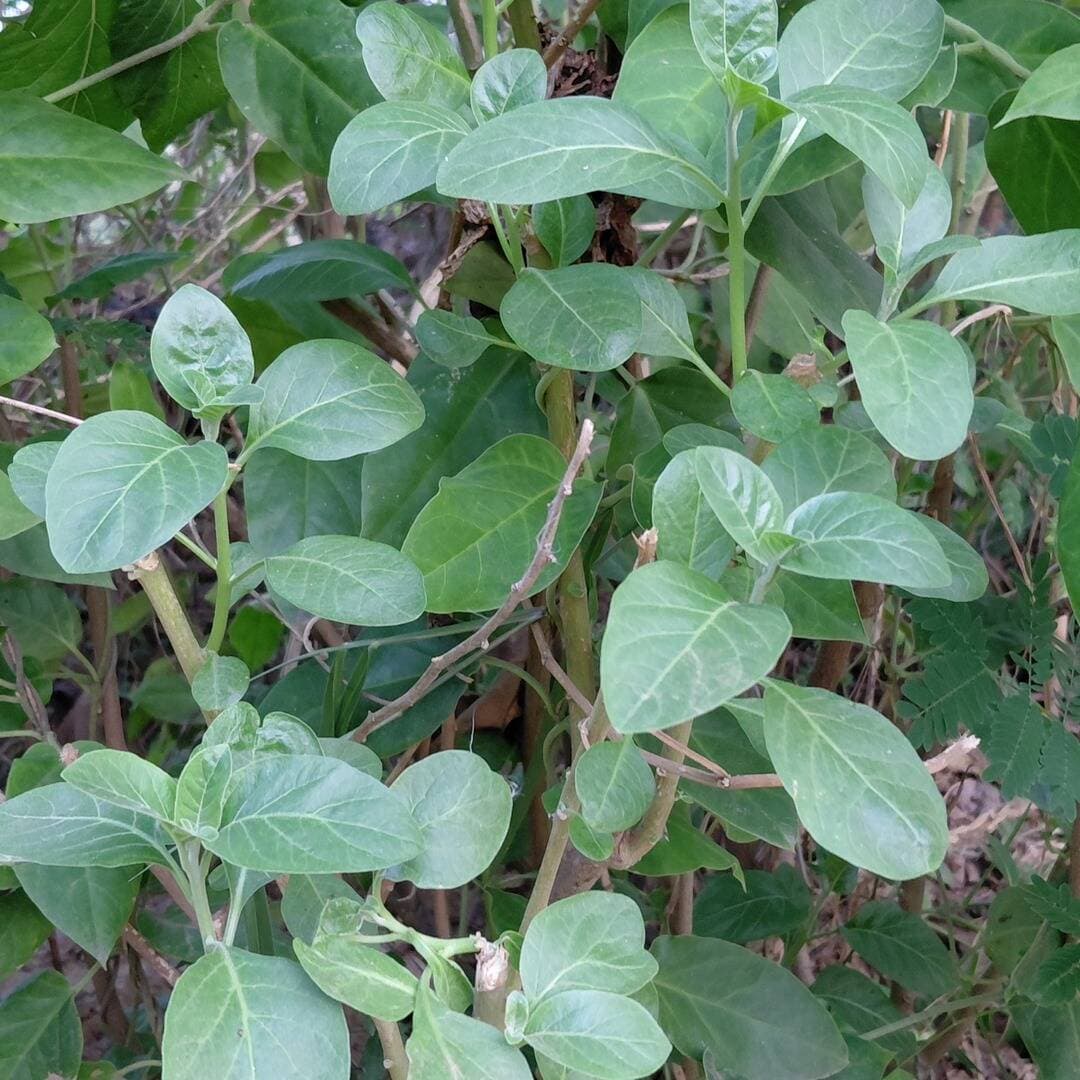 🌿🙏 यह है अश्वगंधा का औषधीय पौधा!
अश्वगंधा (Ashwagandha) आयुर्वेद का एक प्रसिद्ध औषधीय पौधा है। 🌱 इसकी जड़ों का पारंपरिक रूप से आयुर्वेद में उपयोग किया जाता है। इसे भारतीय जिनसेंग के नाम से भी जाना जाता है।
🌿 अश्वगंधा का संरक्षण करें, औषधीय पौधे लगाएँ और प्रकृति की अनमोल धरोहर को बचाएँ।
💚 प्रकृति बचाएँ, औषधीय पौधे लगाएँ।
#अश्वगंधा #औषधीयपौधे #आयुर्वेद #जड़ीबूटी #प्राकृतिकचिकित्सा