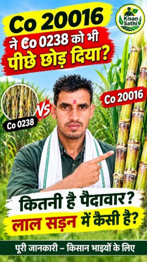 🔥 Co 20016 ने मचा दिया धमाल! क्या Co 0238 से भी आगे निकली गन्ने की यह वैरायटी?
🌱 पैदावार, चीनी की रिकवरी और लाल सड़न रोग—किसान भाई जानें पूरी जानकारी!
#Co20016 #Co0238 #GannaKiKheti #SugarcaneFarming #ganna