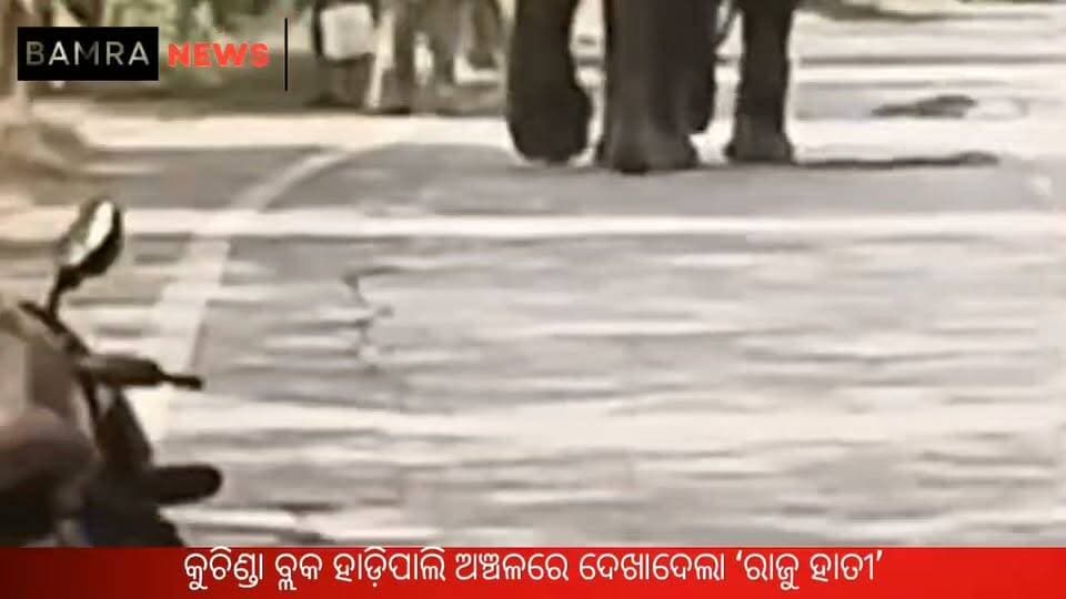 କୁଚିଣ୍ଡା ବ୍ଲକ ହାଡ଼ିପାଲି ଅଞ୍ଚଳରେ ଦେଖାଦେଲା ‘ରାଜୁ ହାତୀ’