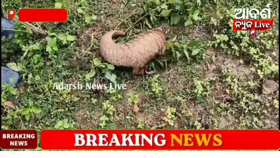 ମାଲକାନଗିରି: ବାଲିମେଳା ରେଞ୍ଜର ବନ କର୍ମଚାରୀମାନେ ପାଦରେ ପାଟ୍ରୋଲିଂ କରୁଥିବା ସମୟରେ ବାଲିମେଳା ସେକ୍ସନ ଅନ୍ତର୍ଗତ ଚିତାପାରି-୩ ଗ୍ରାମ ନିକଟସ୍ଥ ଜଙ୍ଗଲ ସୀମାବର୍ତ୍ତୀ ଏକ ଖୋଲା ପଡ଼ିଆରୁ ଏକ ଭାରତୀୟ ବଜ୍ରକାପ୍ତାକୁ ଠାବ କରିଥିଲେ।