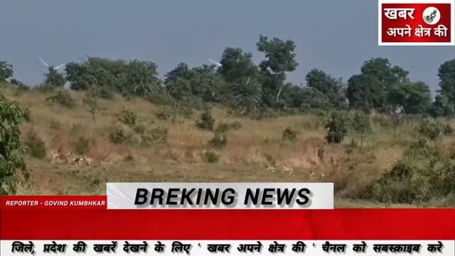 ग्राम बापचा, बिकलाखेड़ी एवं सेतखेड़ी में शुक्रवार को 139 कृष्णमृग और 5 नीलगाय का रेस्क्यू