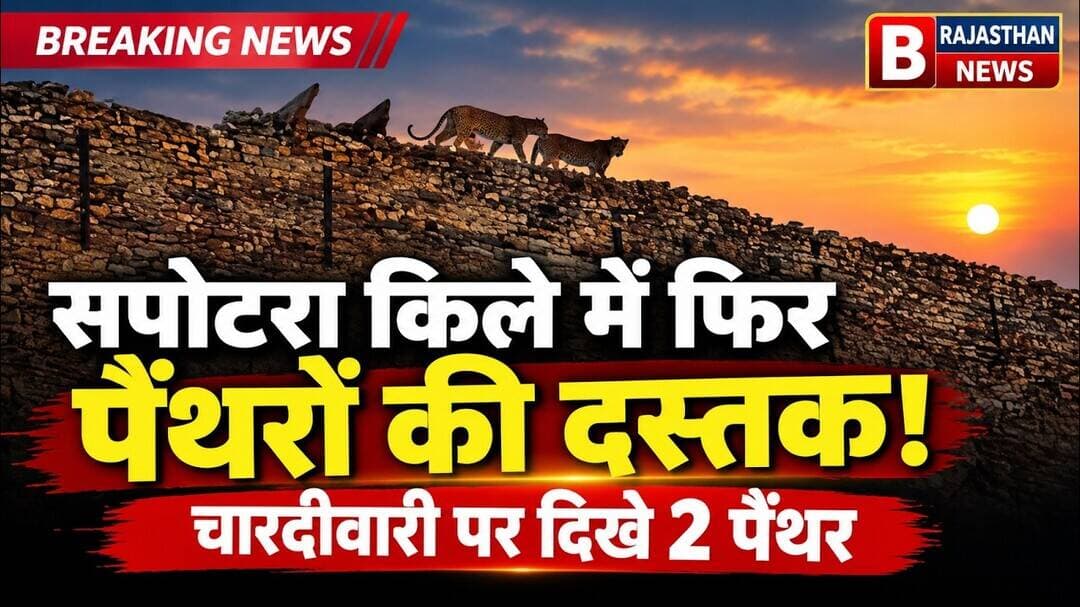 आज की बड़ी खबर सपोटरा किले में फिर पैंथरों की दस्तक! चारदीवारी पर घूमते दिखे 2 पैंथर, शहर में दहशत 🐆