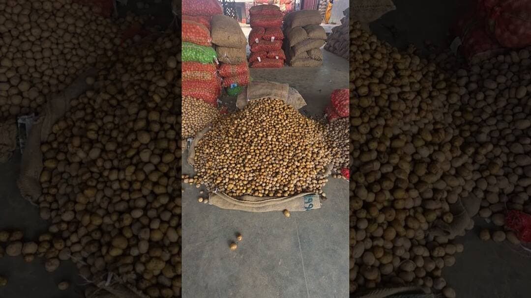सफेद आलू के वीजा का भाव चकरपुर मंडी कानपुर से #aalukabhav