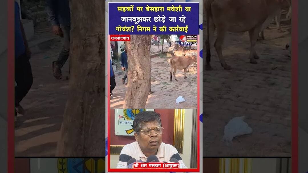 सड़कों पर बेसहारा मवेशी या जानबूझकर छोड़े जा रहे गोवंश?निगम ने की कार्रवाई #cgviral