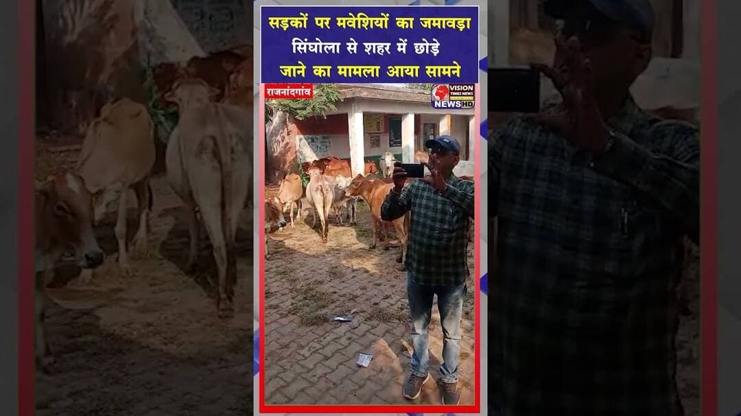 सड़कों पर मवेशियों का जमावड़ा,सिंघोला से शहर में छोड़े जाने का मामला आया सामने #rjn