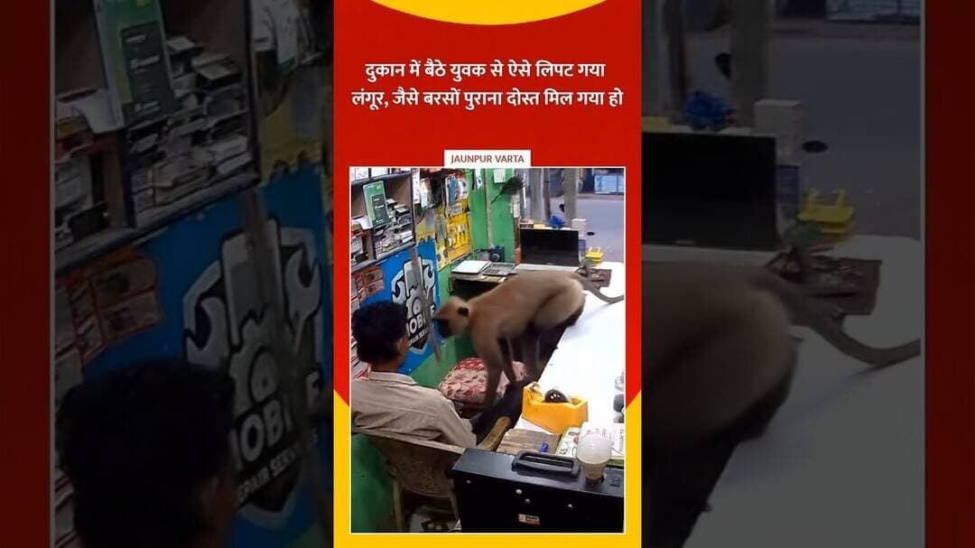 दुकान में बैठे युवक से ऐसे लिपट गया लंगूर, जैसे बरसों पुराना दोस्त मिल गया हो