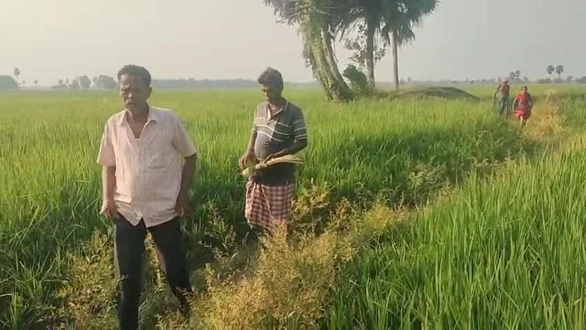 ସୋର: ପୂର୍ବ ଶତ୍ରୁତାରୁ ଚାଷୀଙ୍କ ୪୪ ଡିସିମିଲ ଧାନ ଫସଲ ନଷ୍ଟ, ବିଷ ପ୍ରୟୋଗ ଅଭିଯୋଗ