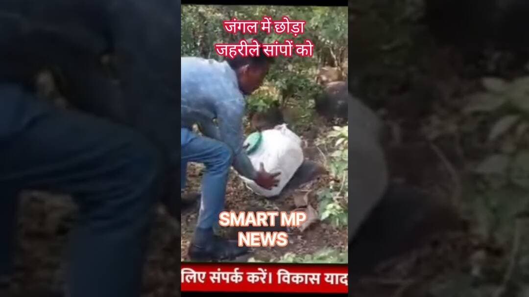 पकड़े गए सांपों को छोड़ा जंगल में #sagar #smartmpnews #news #snake #shorts