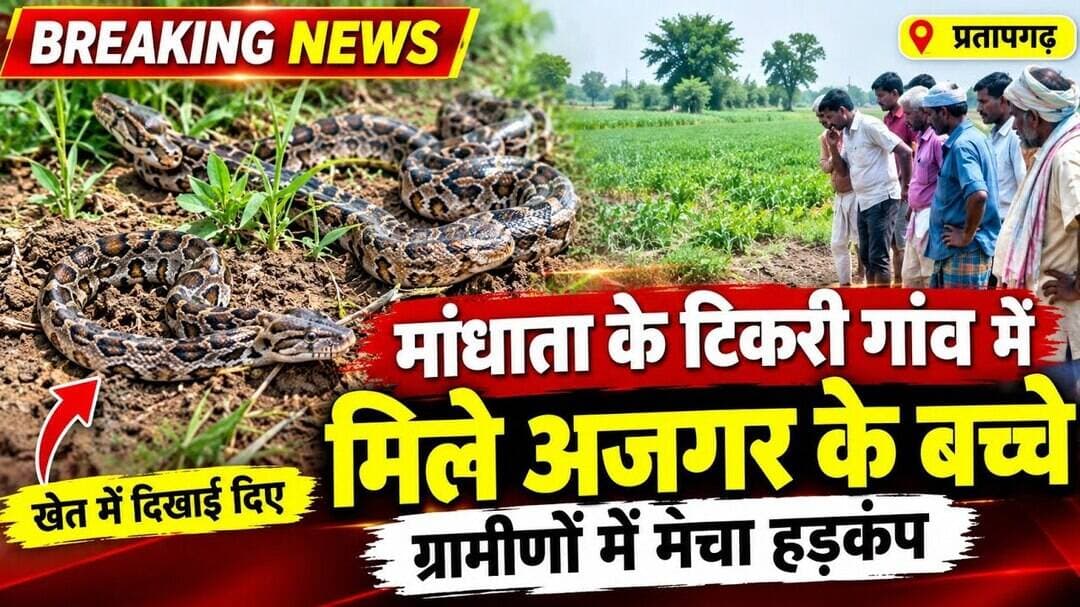 प्रतापगढ़ में अजगर के बच्चे मिलने से ग्रामीणों में डर का माहौल | Tikari Village News