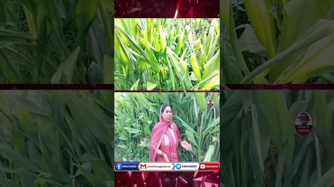 हल्दी की खेती से शानदार कमाई ... #Kangra #Baijnath #HaldiKheti #TurmericFarming #NaturalFarming