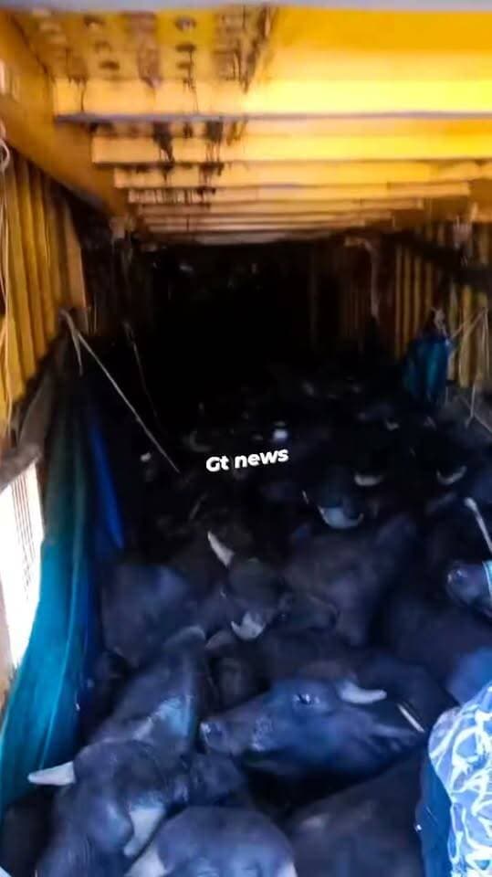 এভাবেই গাদাগাদি করে মহিষ পাচার করা হয় কন্টেনার গাড়িতে করে
কবে বন্ধ হবে? গরু বা মহিষপাচার