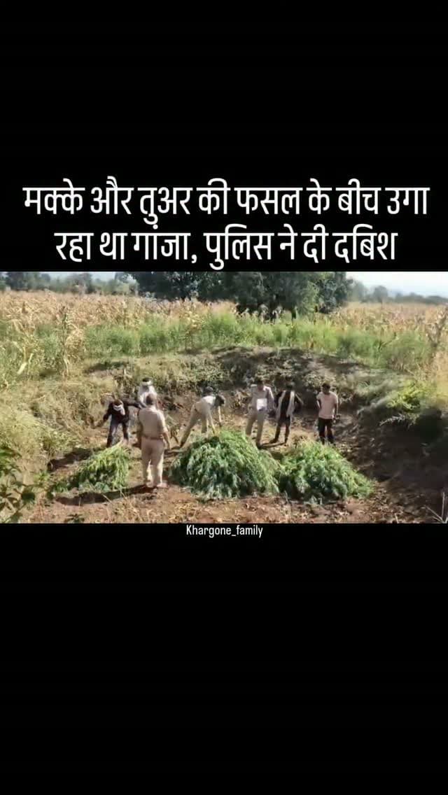 खरगोन जिले के भगवानपुरा थाना क्षेत्र के ग्राम जामनियापानी में पुलिस ने अवैध गांजे की खेती का खुलासा किया है। खेत में छिपाकर लगाए गए गांजे के 190 हरे पौधे बरामद किए गए हैं। इनका कुल वजन 91 किलो और अनुमानित कीमत 4.55 लाख रुपए बताई गई है। #khargone_family #khargone #news #police #crime