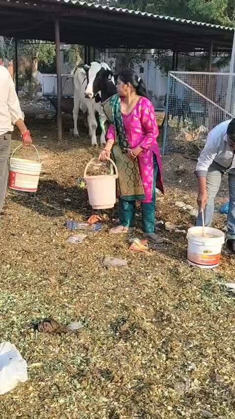 जन्मदिन पर गायों को हरा चारा व लापसी की सेवा- श्री रूद्र हनुमान सेवा समिति
28 अक्टूबर, बीकानेर
श्री गुरु अर्जुन दास सत्संग भवन एवं श्री रूद्र हनुमान सेवा समिति द्वारा आज प्रचार मंत्री उषा गुप्ता के जन्मदिन पर सेवा कार्य किए गए। इस अवसर पर समिति के सदस्यों द्वारा सुबह आधे घंटे का राम नाम जाप व हनुमान चालीसा का पाठ किया गया। उसके पश्चात संगत में प्रसाद वितरण किया गया एवं गायों को हरा चारा व लापसी खिलाई गई। संस्था के संस्थापक श्री गुरु अर्जुन दास जी द्वारा शुभाशीष प्रदान की और आशीर्वचन में कहा कि
"जन्मदिन केवल केक काटने और पार्टी मनाने का दिन नहीं है, बल्कि यह ईश्वर द्वारा दिए गए इस जीवन के प्रति आभार व्यक्त करने और एक नए संकल्प का अवसर है। जीव सेवा सबसे बड़ी सेवा है।" अभिषेक गुप्ता द्वारा बताया गया कि "श्री रूद्र हनुमान सेवा समिति के सदस्यों द्वारा जन्मदिन, शादी की सालगिरह व धार्मिक उत्सवों पर सेवा कार्य करके ही मनाए जाते है और आगे भी पा सेवा जारी रहेंगे। कार्यक्रम में अभिषेक गुप्ता, उषा गुप्ता, बसंत किराडू, वैभव, हिमांशी, मयंक व अन्य सदस्यों उपस्थित रहे।